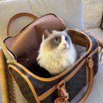 Cat,Dog Bag Monogram Canvas